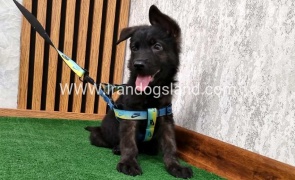 twlh-zhrmn-shprd-german-shepherd-134_1