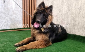 twlh-zhrmn-shprd-german-shepherd-149_5