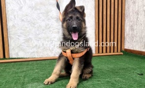 twlh-zhrmn-shprd-german-shepherd-150_9
