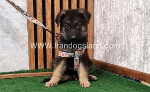 twlh-zhrmn-shprd-german-shepherd-151_1
