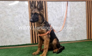 twlh-zhrmn-shprd-german-shepherd-152_1