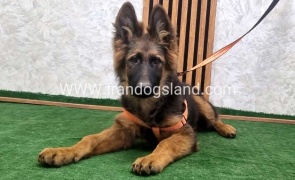 twlh-zhrmn-shprd-german-shepherd-153_2
