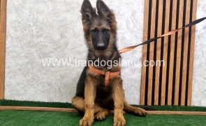 twlh-zhrmn-shprd-german-shepherd-154_2