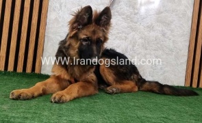 twlh-zhrmn-shprd-german-shepherd-154_7