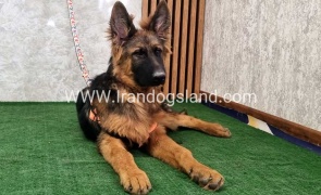 twlh-zhrmn-shprd-german-shepherd-155_4