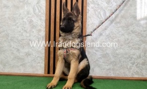 توله ژرمن درجه یک - G136