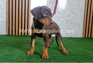 twlh-dwbrmn-doberman-154_5