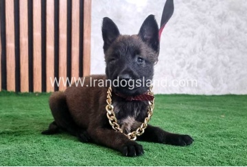 twlh-malynwyz-malinois-438_3