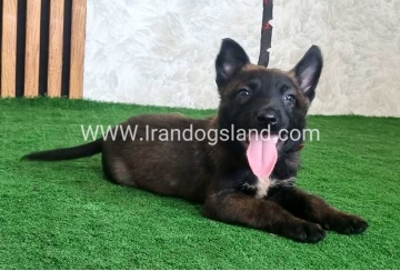 twlh-malynwyz-malinois-439_8