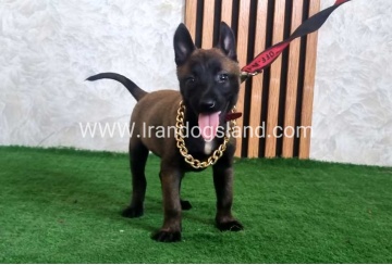 twlh-malynwyz-malinois-440_1
