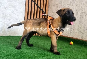 twlh-malynwyz-malinois-441_1
