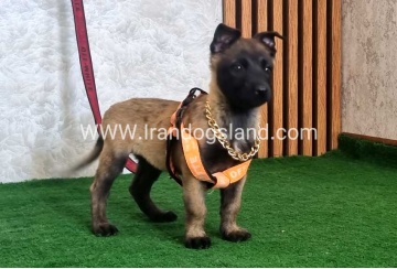 twlh-malynwyz-malinois-442_5