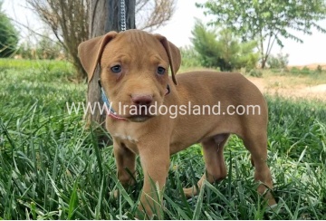 twlh-pytbwl-pitbull-146_3_1466414225
