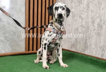 twlh-dalmyshn-dalmation-213_7