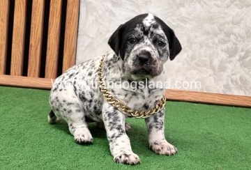 twlh-dalmyshn-dalmation-214_7