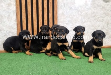 twlh-dwbrmn-doberman-149_2