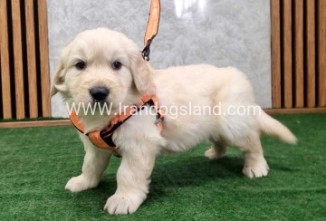 twlh-gldn-rtrywr-golde-retriwer-75_13