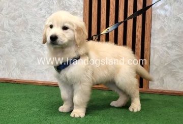 گلدن رتریور اصیل - GR51