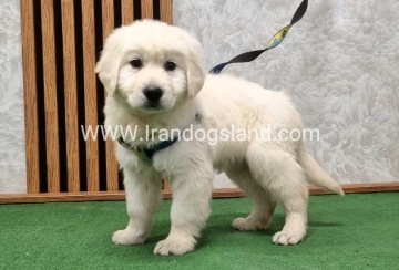 گلدن رتریور عالی - GR50