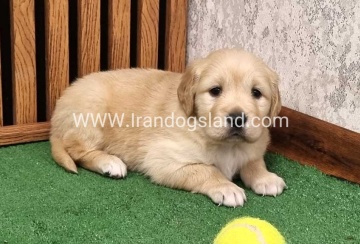 twlh-gldn-rtrywr-golde-retriwer-79_7