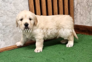 twlh-gldn-rtrywr-golde-retriwer-80_5