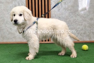 گلدن رتریور عالی - GR50