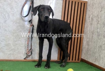 twlh-gryt-dyn-greatdane-194_9