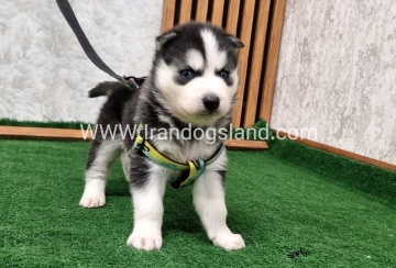 twlh-hasky-husky-441_8