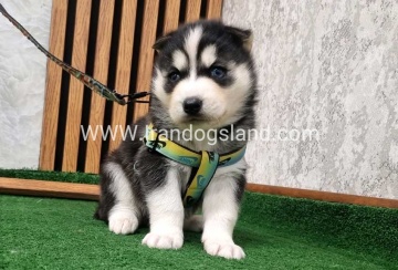 twlh-hasky-husky-442_5