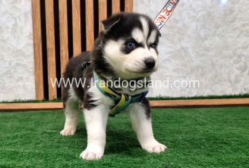 twlh-hasky-husky-443_7