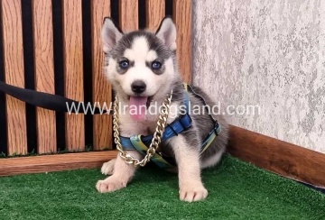 twlh-hasky-husky-456_3