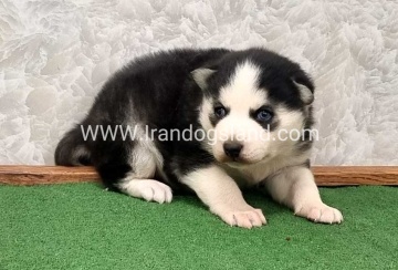 twlh-hasky-husky-457_1