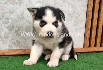 توله هاسکی پشت مشکی - H375