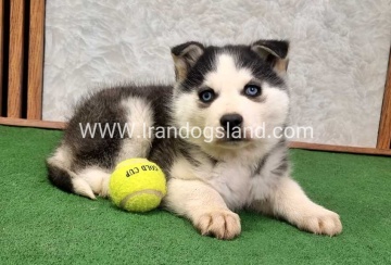 توله هاسکی پشت مشکی - H375