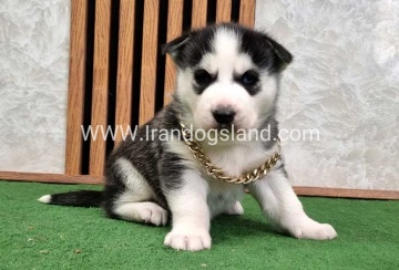 twlh-hasky-husky-460_9