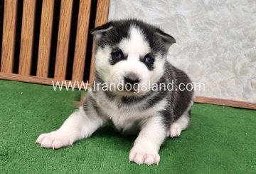 twlh-hasky-husky-461_2