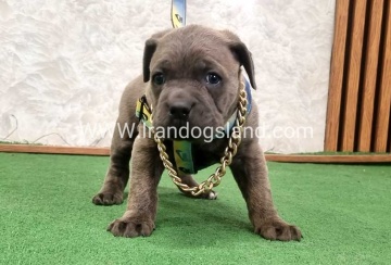 twlh-kyn-kwrsw-cain-corso-67_12