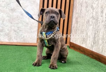 twlh-kyn-kwrsw-cain-corso-68_2