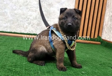 twlh-malynwyz-malinois-190_6