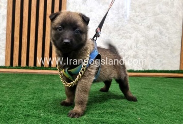 twlh-malynwyz-malinois-191_1
