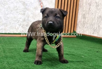 twlh-malynwyz-malinois-192_3