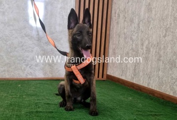twlh-malynwyz-malinois-204_9