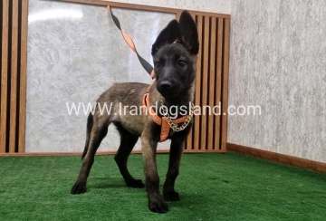 twlh-malynwyz-malinois-205_11
