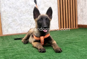 twlh-malynwyz-malinois-206_8