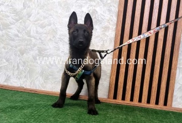 twlh-malynwyz-malinois-413_6