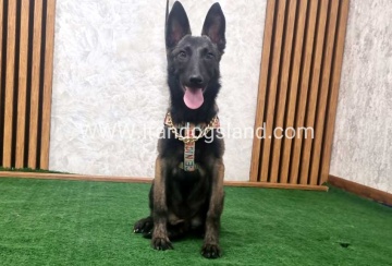 twlh-malynwyz-malinois-419_1