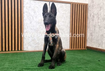twlh-malynwyz-malinois-422_1
