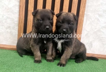 twlh-malynwyz-malinois-423_18