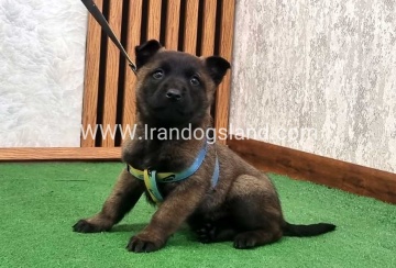 twlh-malynwyz-malinois-425_1