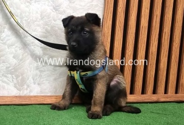 twlh-malynwyz-malinois-427_7_1295437999